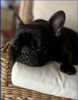 Sherman, Mrs. Hewitts dog, sleeps during his time off after spending the day raising spirits around campus.
