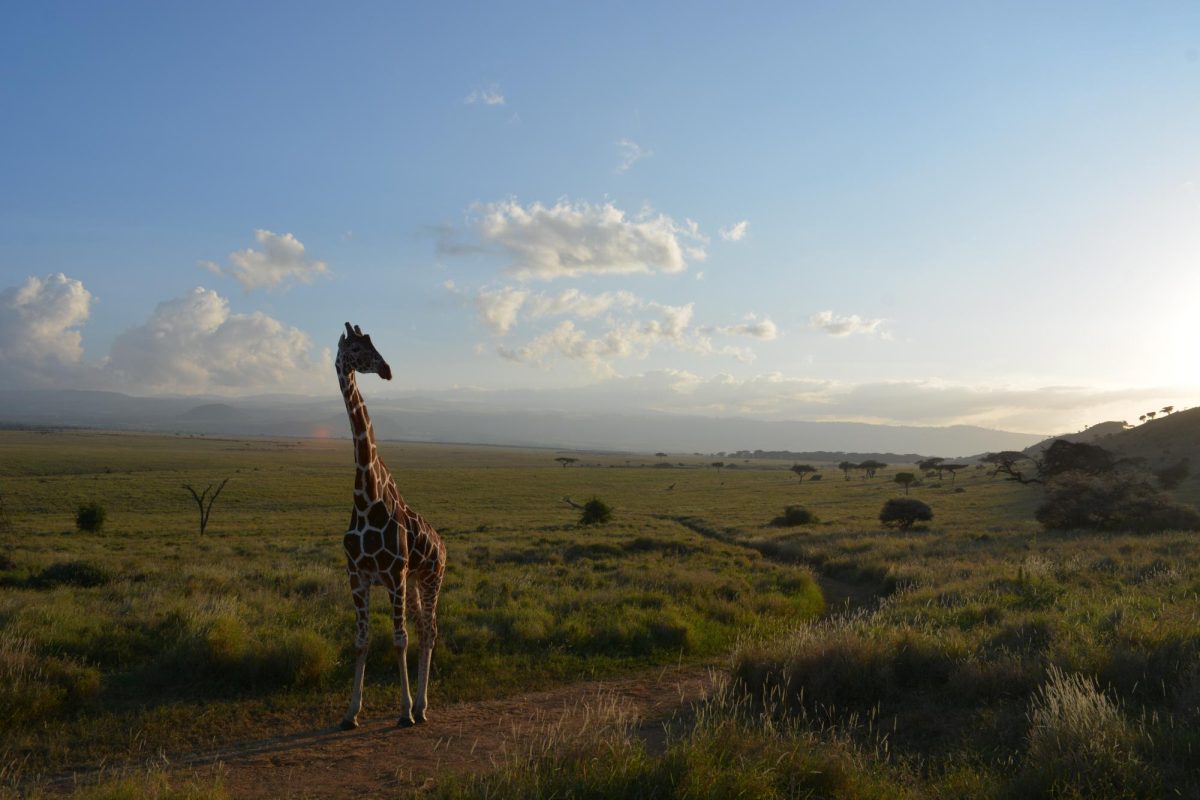 Among the many animals we ecountered in the Lewa Conservatory Reserve were giraffes.