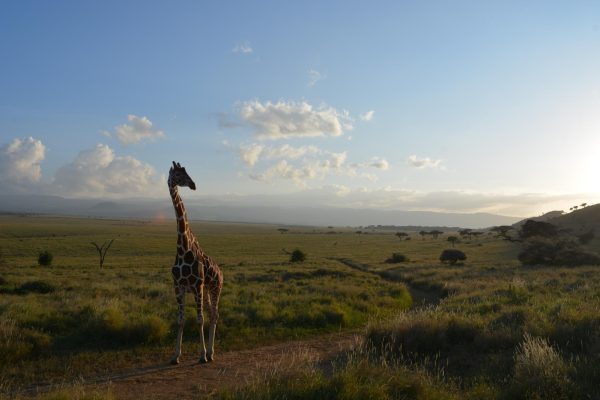 Among the many animals we ecountered in the Lewa Conservatory Reserve were giraffes.